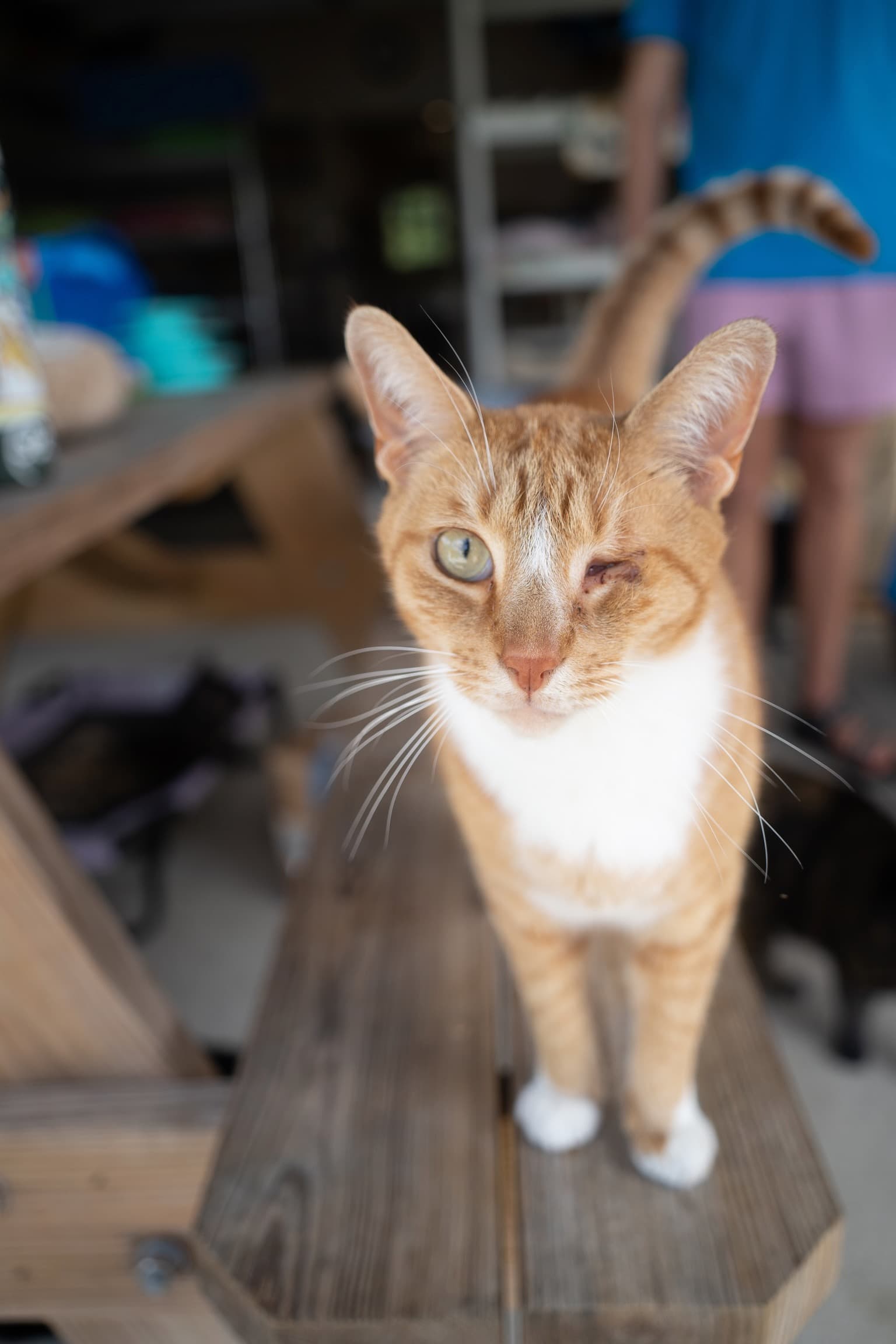Hobbes