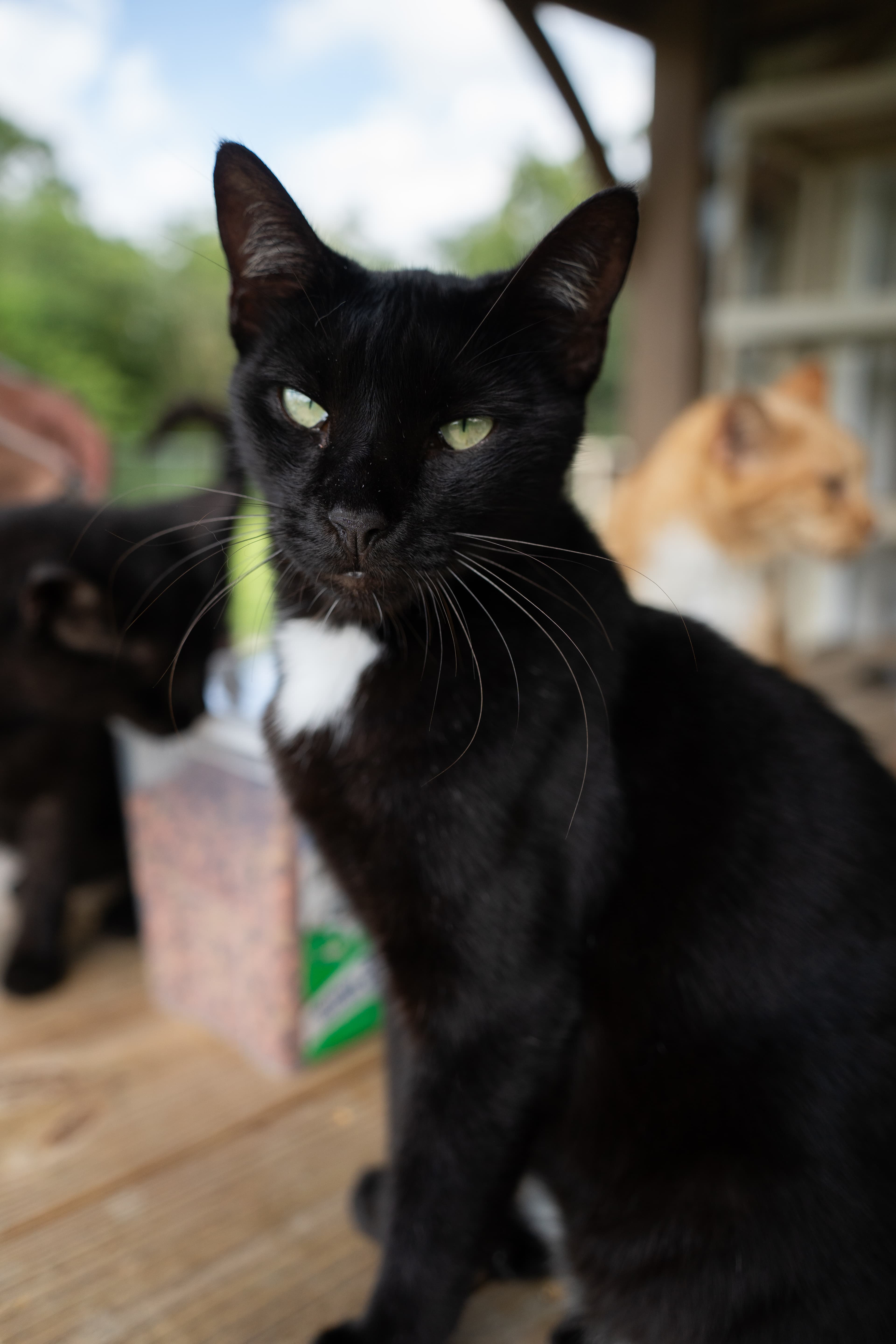 Nacho