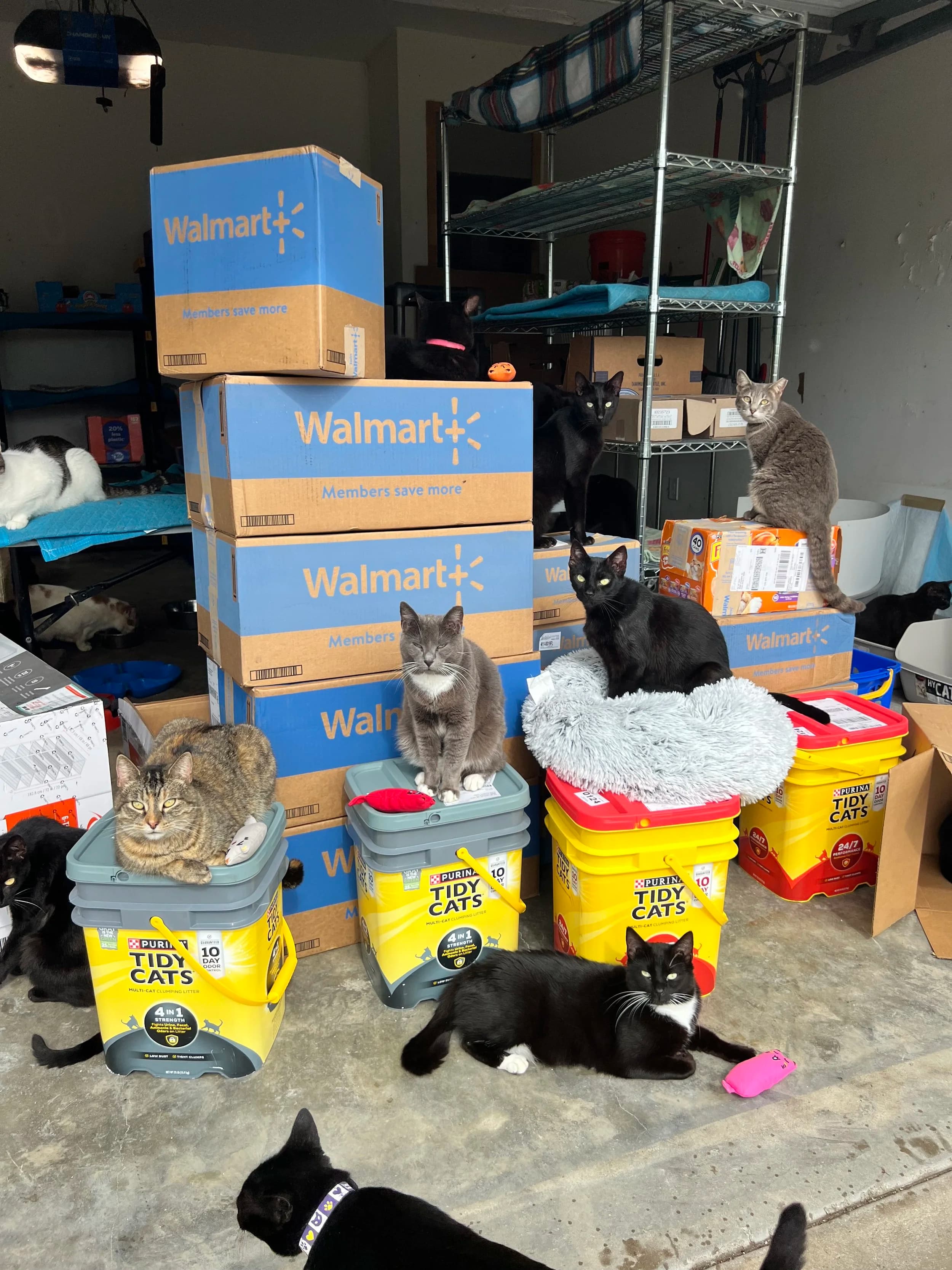 Cats at The Cat Ranch with donated supplies