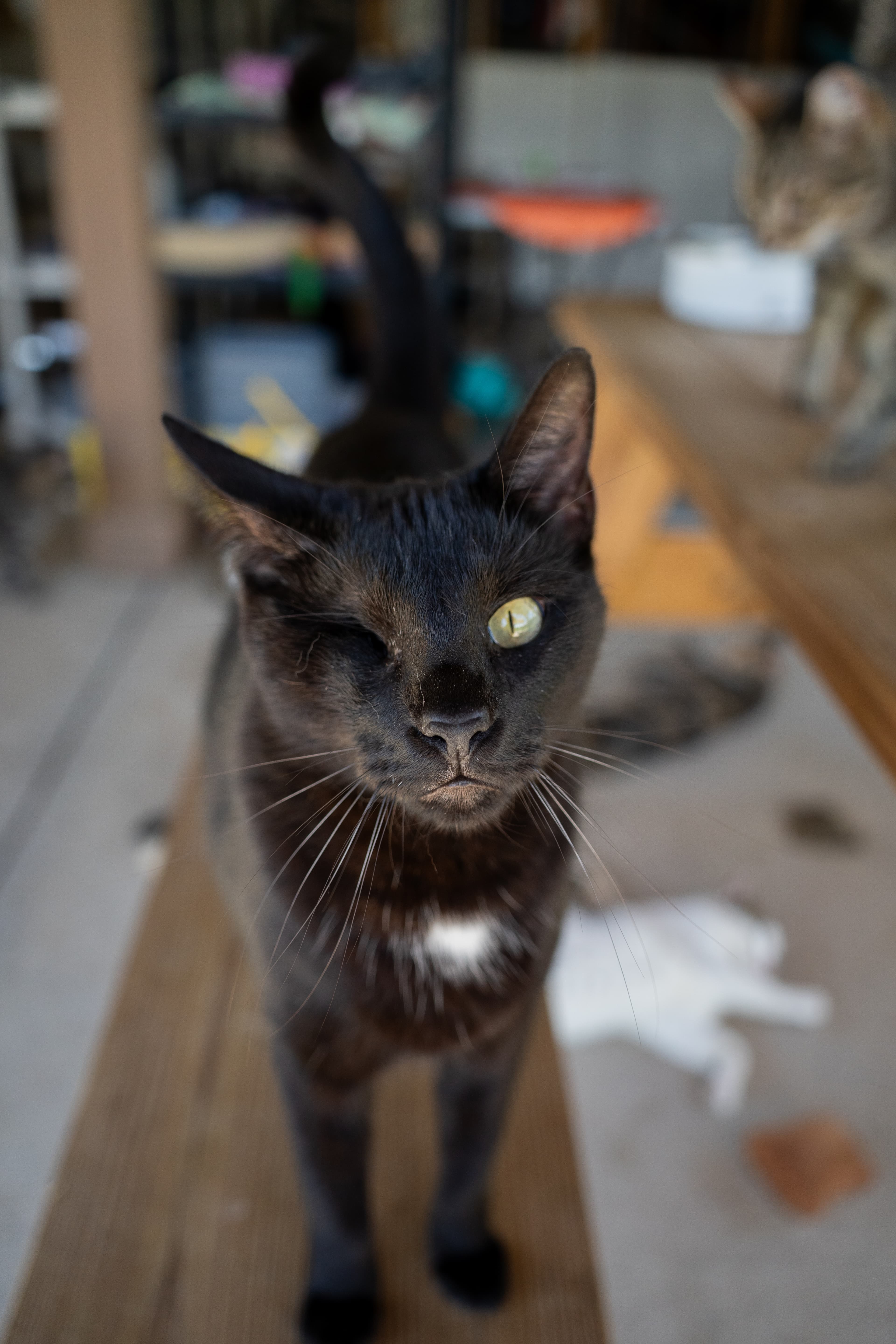 Cat at The Cat Ranch