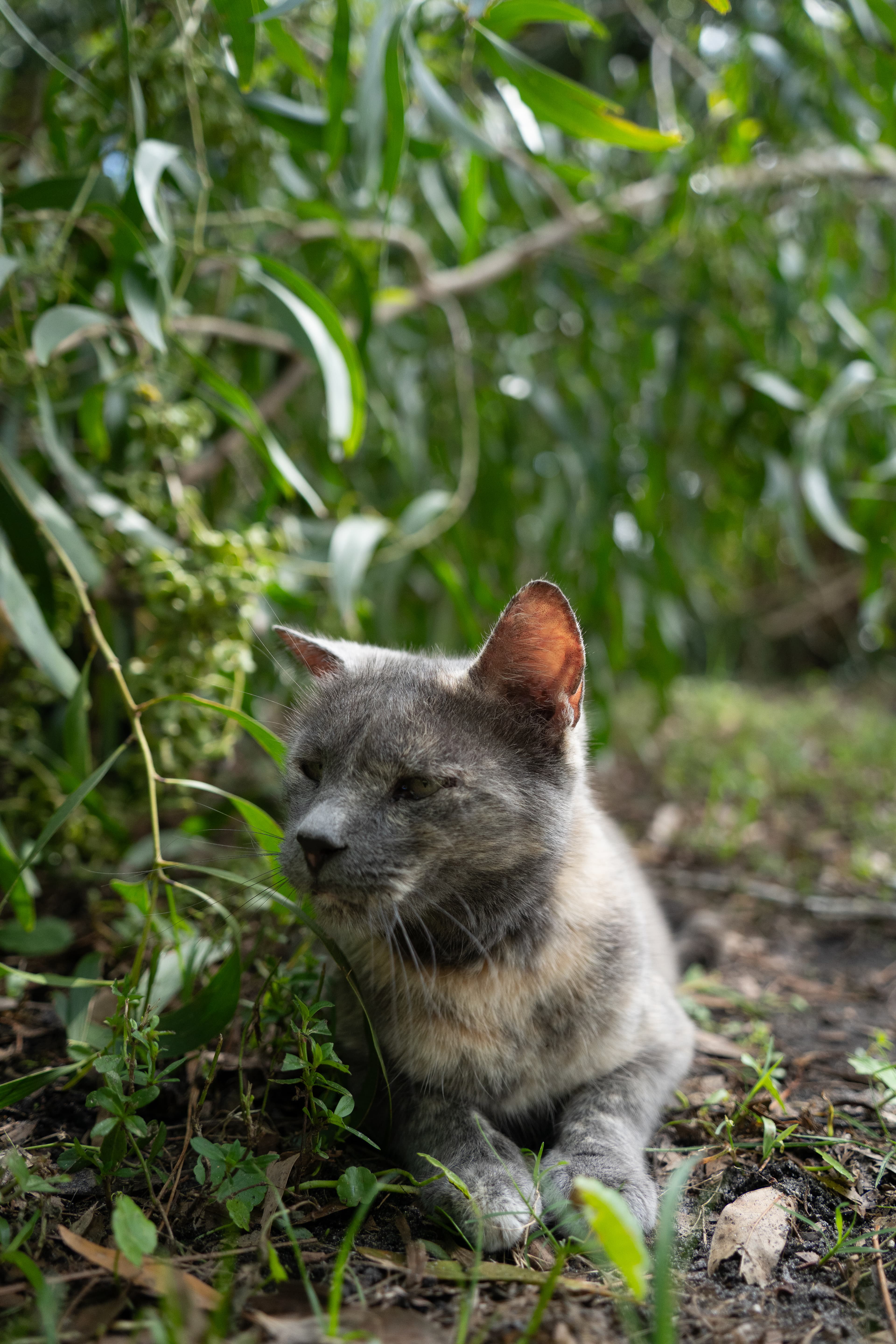 Cat at The Cat Ranch