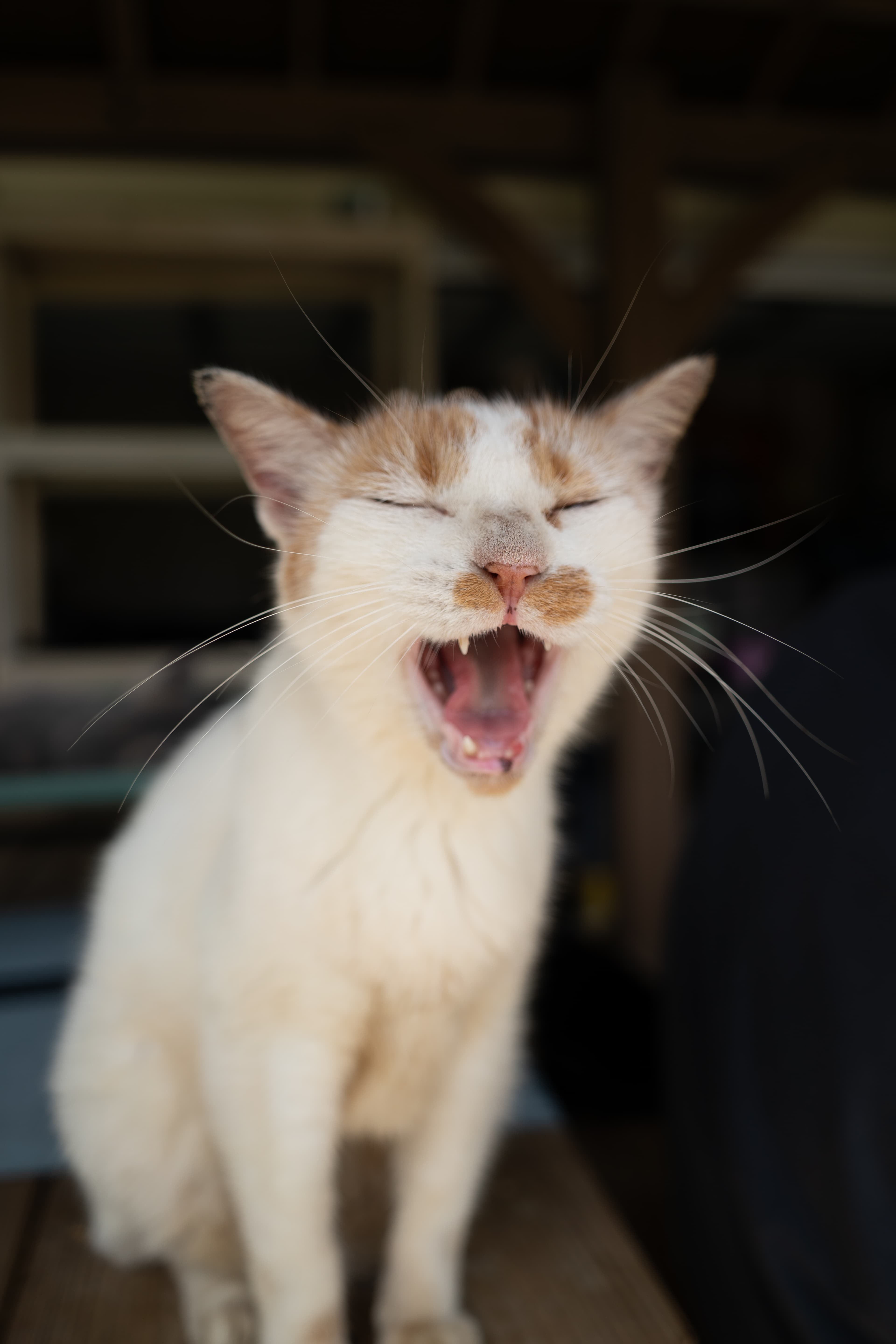 Bruce the cat