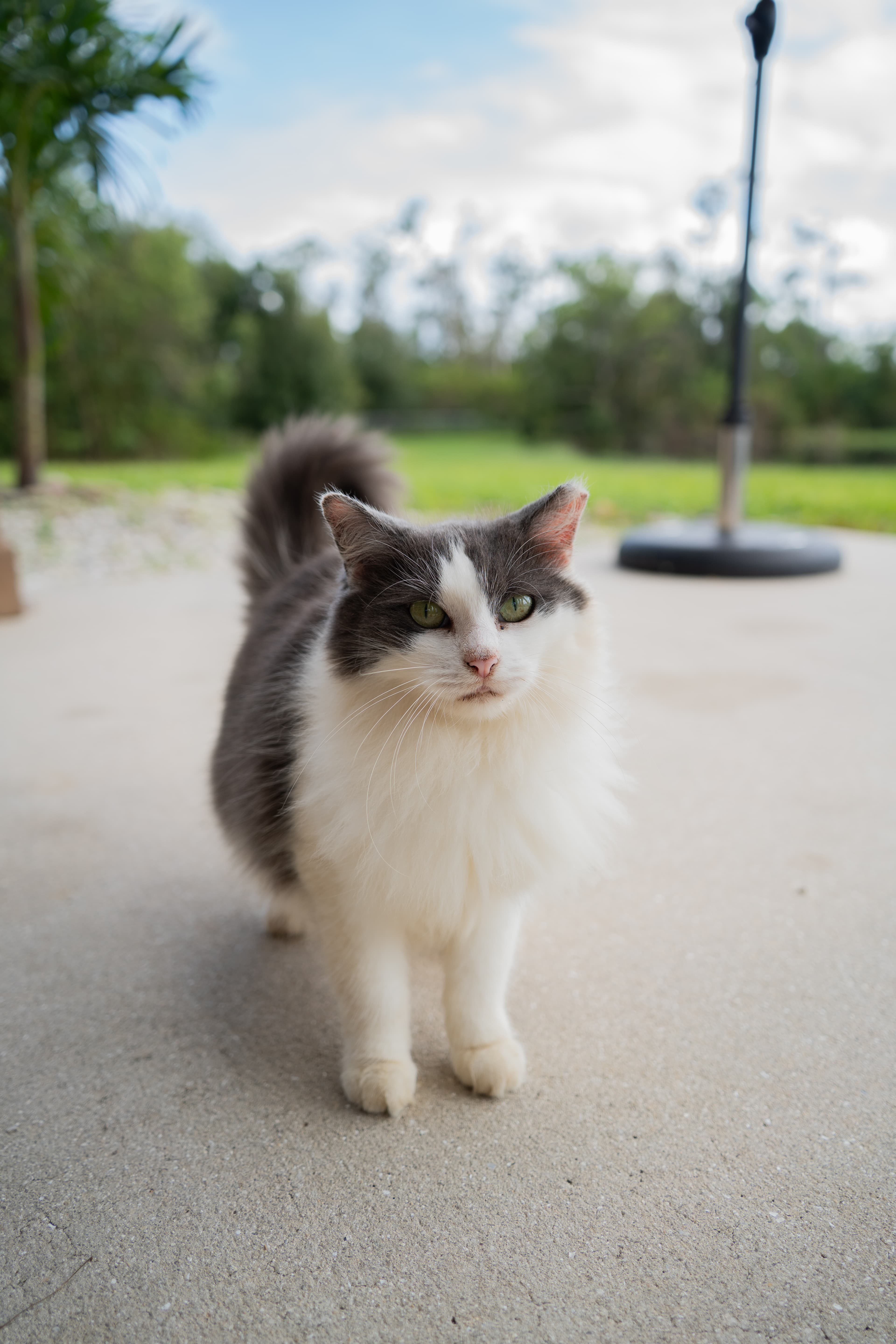 Petunia the cat