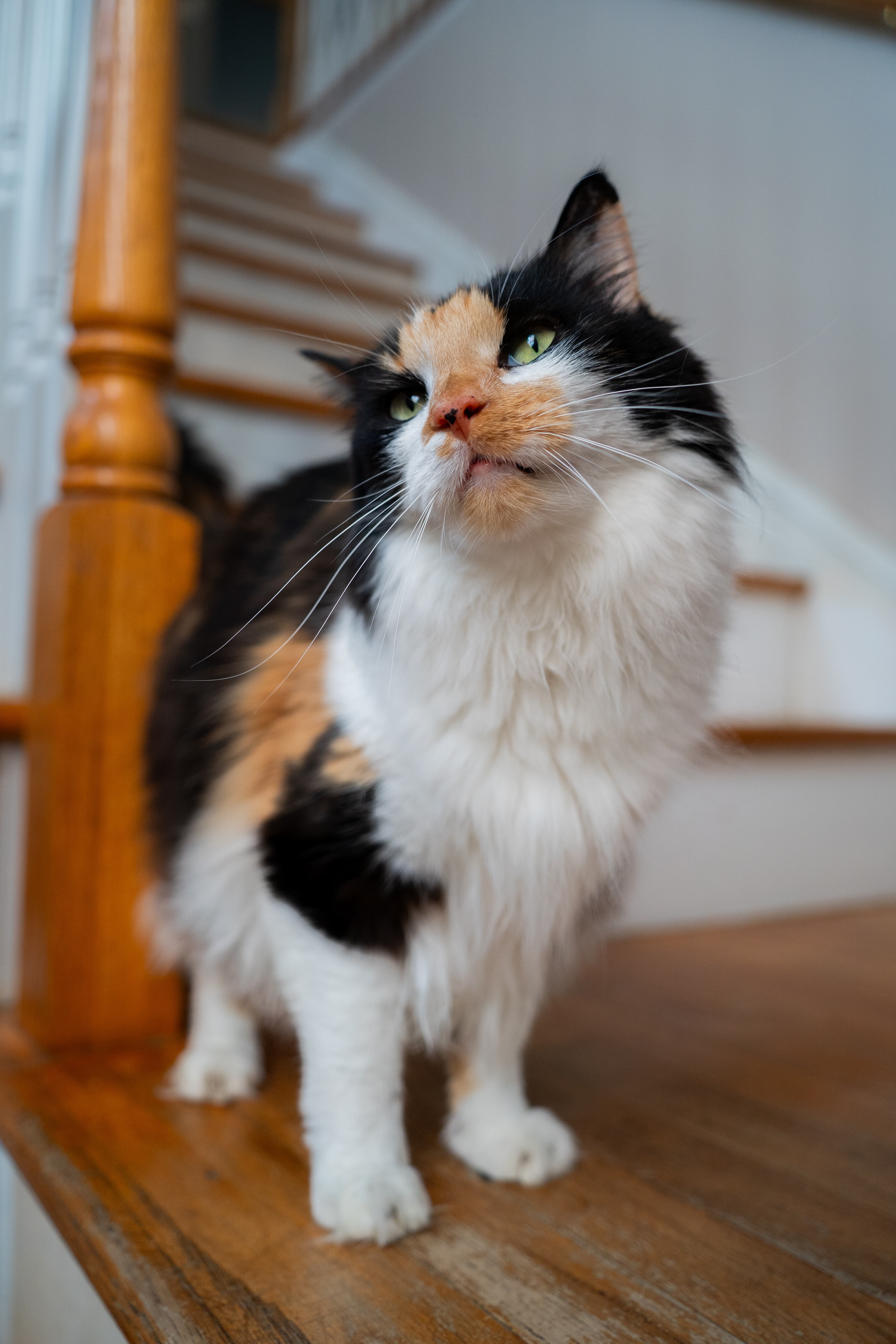 Foster cat
