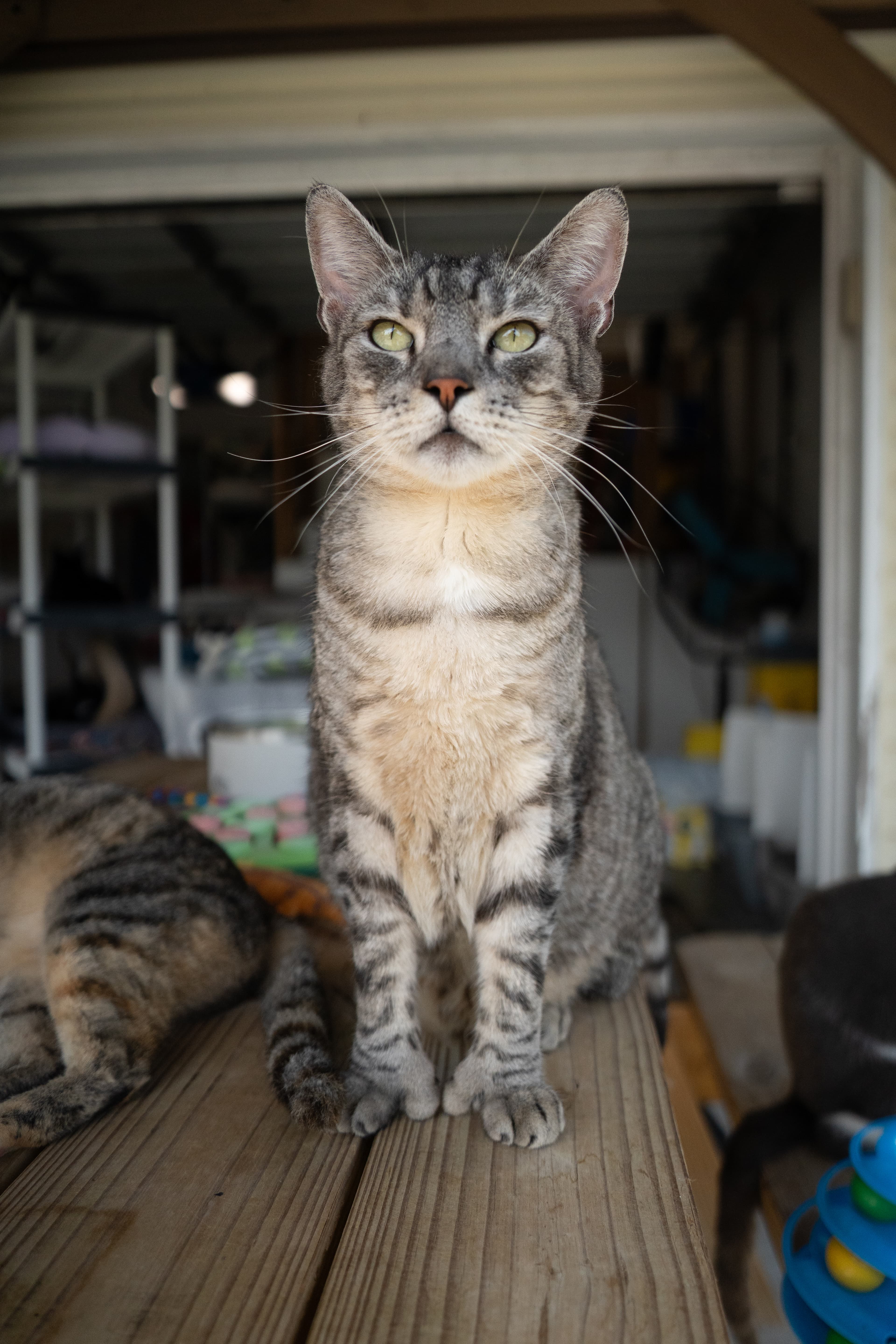 Cat at The Cat Ranch
