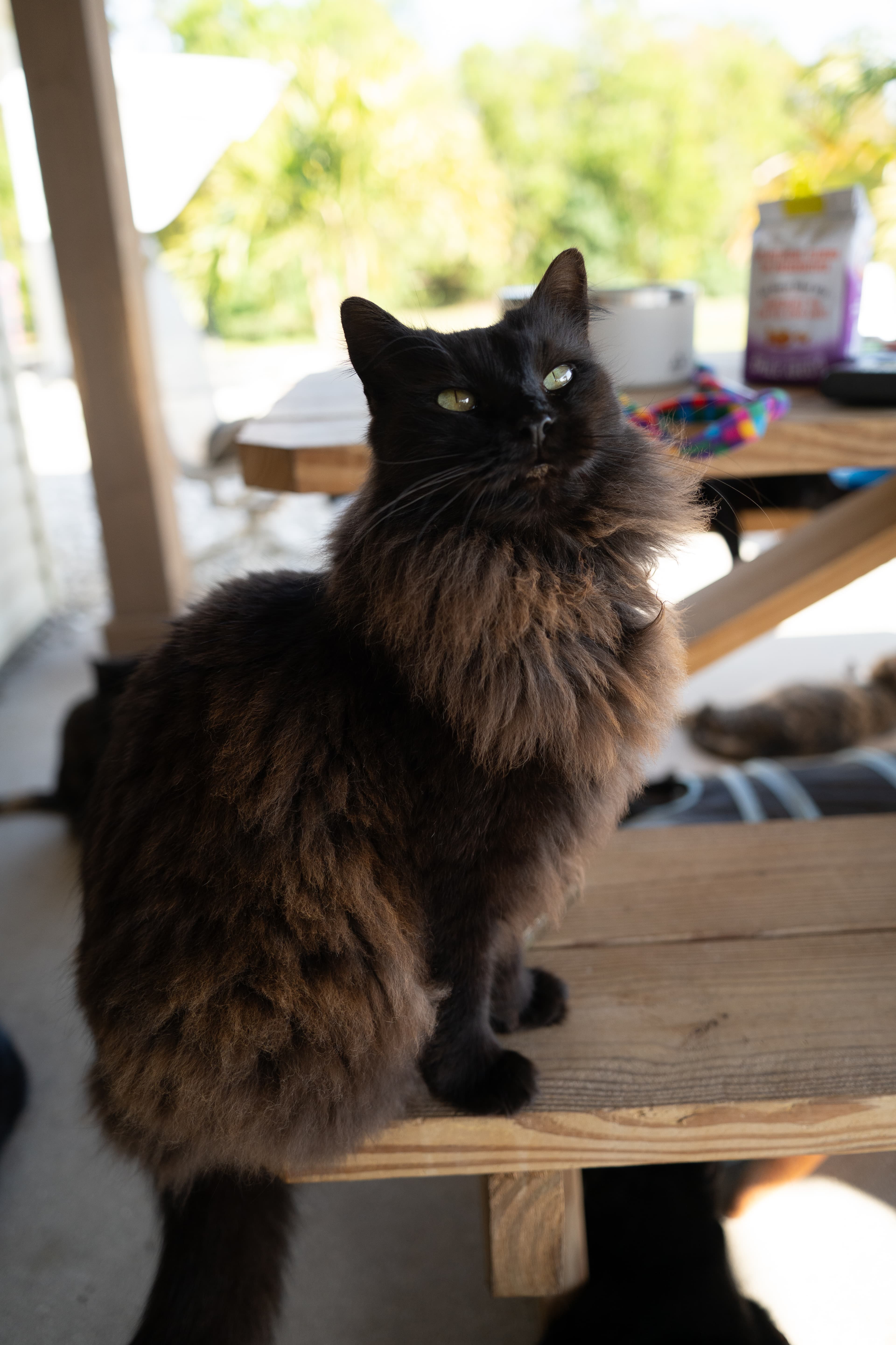 Cat at The Cat Ranch