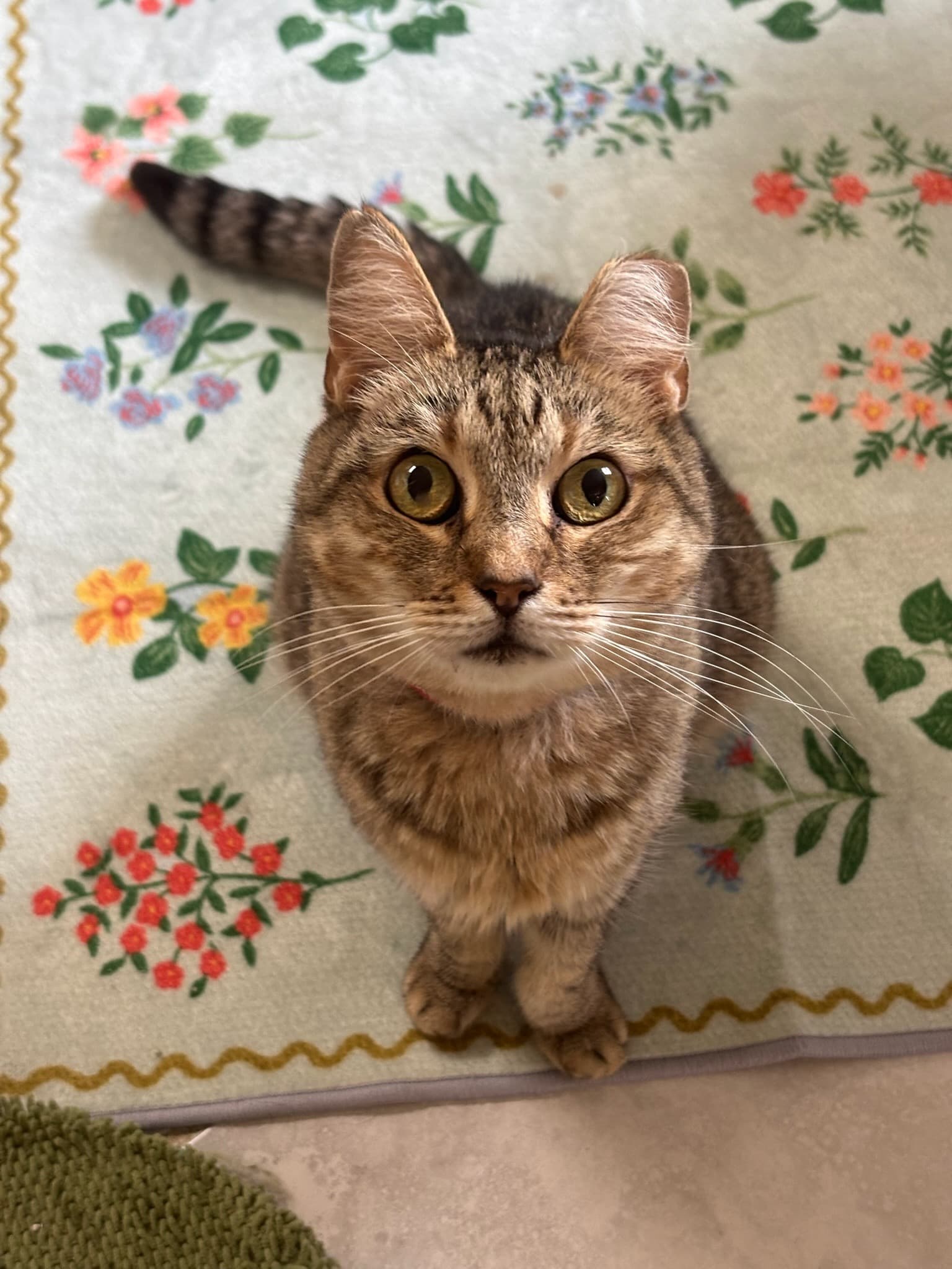 Nani the cat